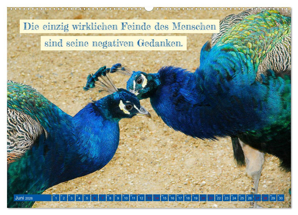 Jeder ist ein Genie! Zitate von Albert Einstein (CALVENDO Premium Wandkalender 2026)