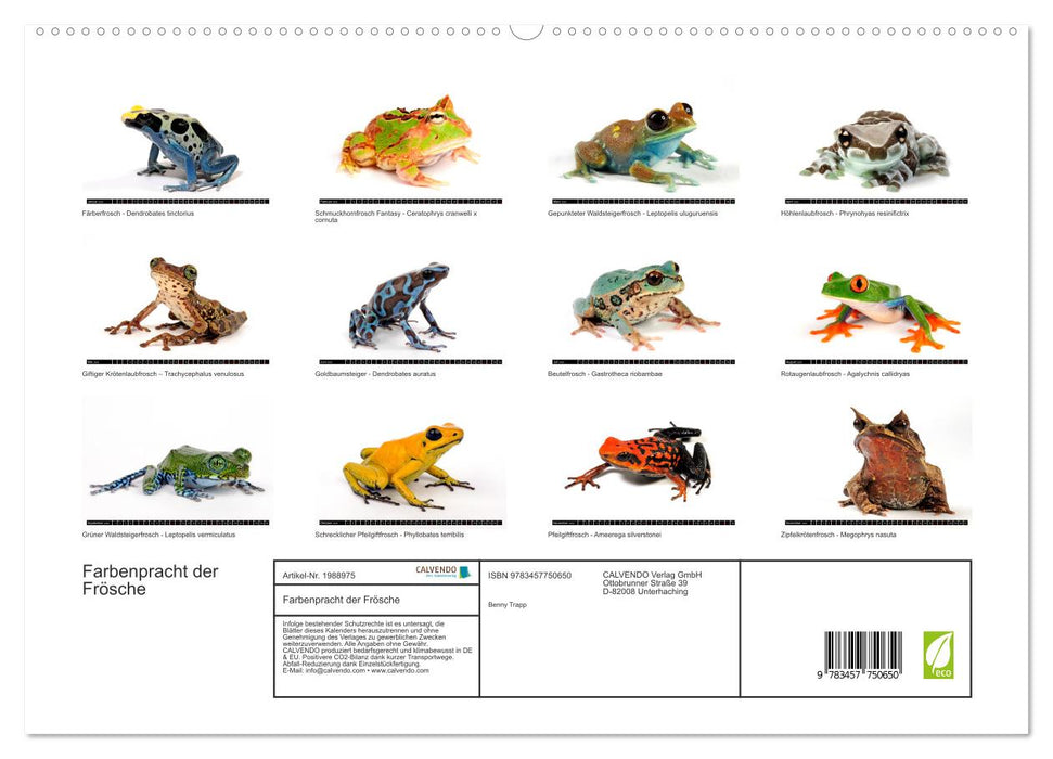 Farbenpracht der Frösche (CALVENDO Premium Wandkalender 2026)