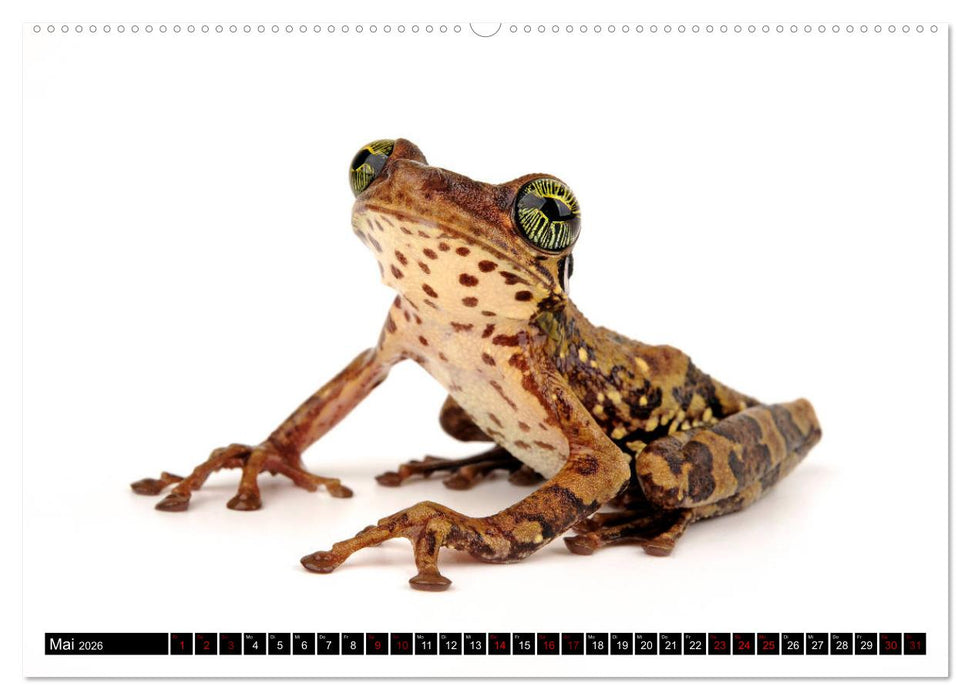 Farbenpracht der Frösche (CALVENDO Premium Wandkalender 2026)