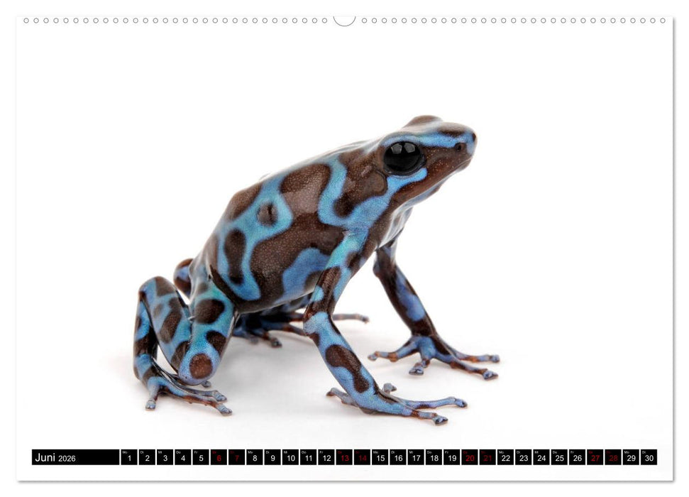 Farbenpracht der Frösche (CALVENDO Premium Wandkalender 2026)