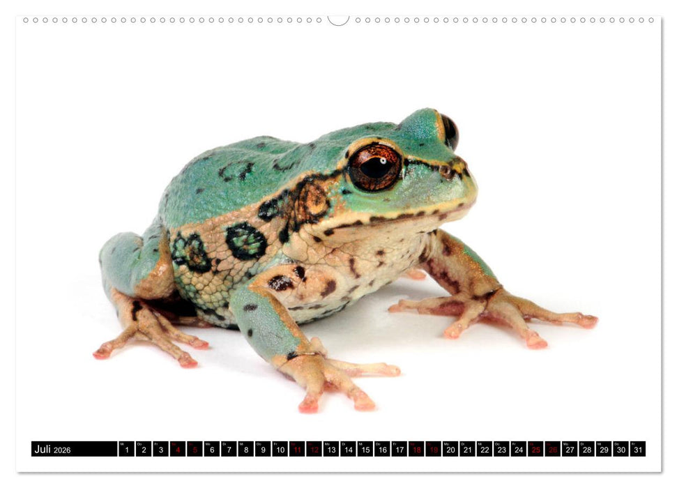 Farbenpracht der Frösche (CALVENDO Premium Wandkalender 2026)