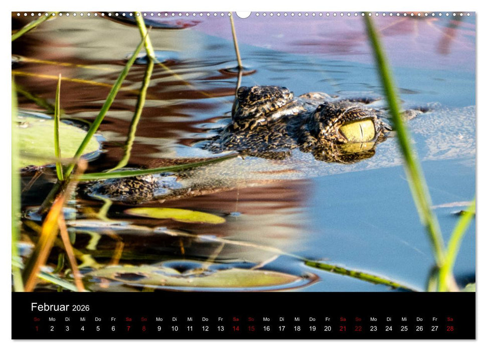 Afrika - Faszination Tierwelt (CALVENDO Wandkalender 2026)