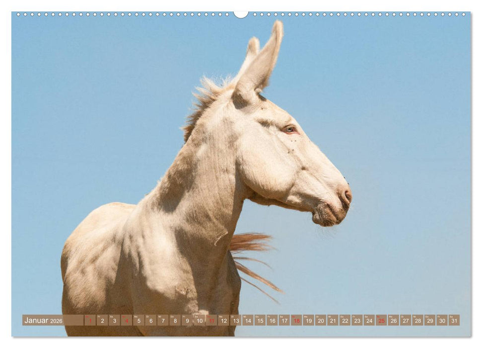 Lichtbringer - Österreichisch-Ungarische Barockesel (CALVENDO Wandkalender 2026)