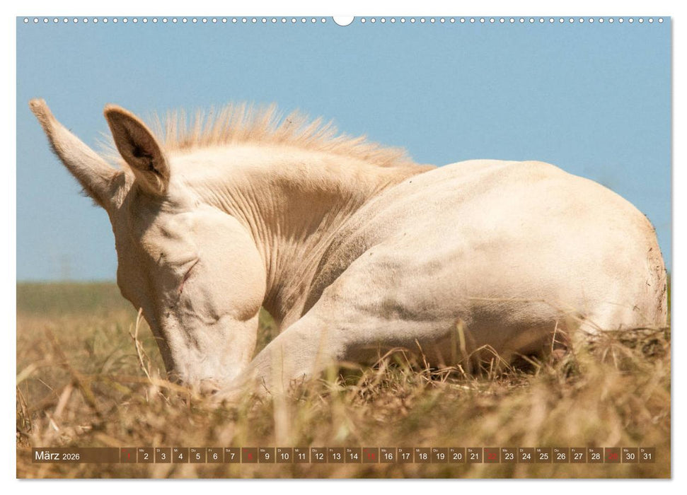 Lichtbringer - Österreichisch-Ungarische Barockesel (CALVENDO Wandkalender 2026)