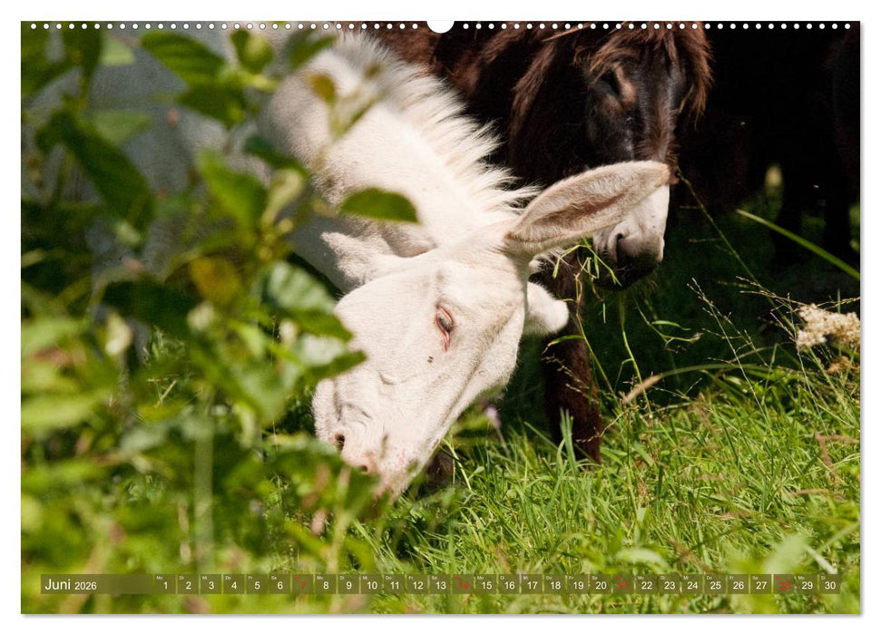 Lichtbringer - Österreichisch-Ungarische Barockesel (CALVENDO Wandkalender 2026)