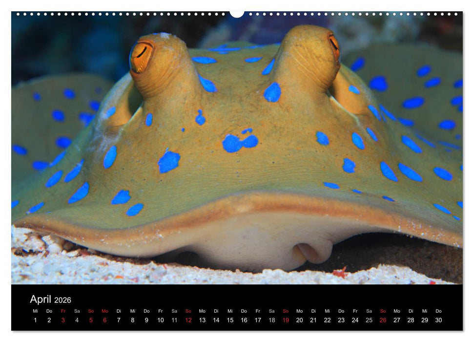 Bilder der Tiefe 2026 (CALVENDO Premium Wandkalender 2026)