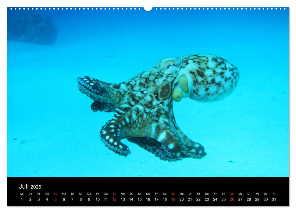 Bilder der Tiefe 2026 (CALVENDO Premium Wandkalender 2026)