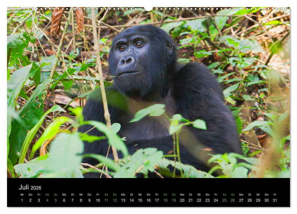 Ugandas friedliche Berggorillas (CALVENDO Premium Wandkalender 2026)
