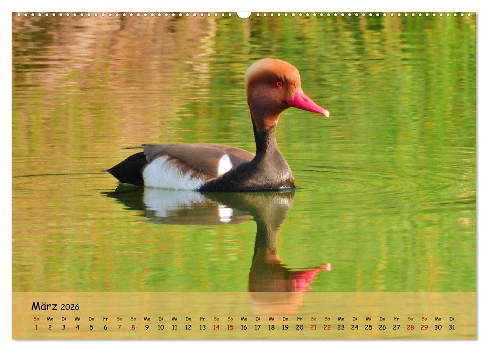 Faszination Zugvögel - Rekorde in der Vogelwelt (CALVENDO Premium Wandkalender 2026)