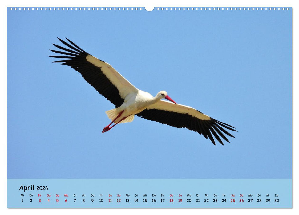 Faszination Zugvögel - Rekorde in der Vogelwelt (CALVENDO Premium Wandkalender 2026)