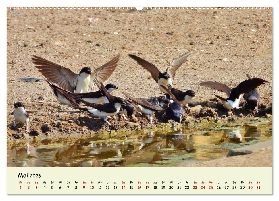 Faszination Zugvögel - Rekorde in der Vogelwelt (CALVENDO Premium Wandkalender 2026)