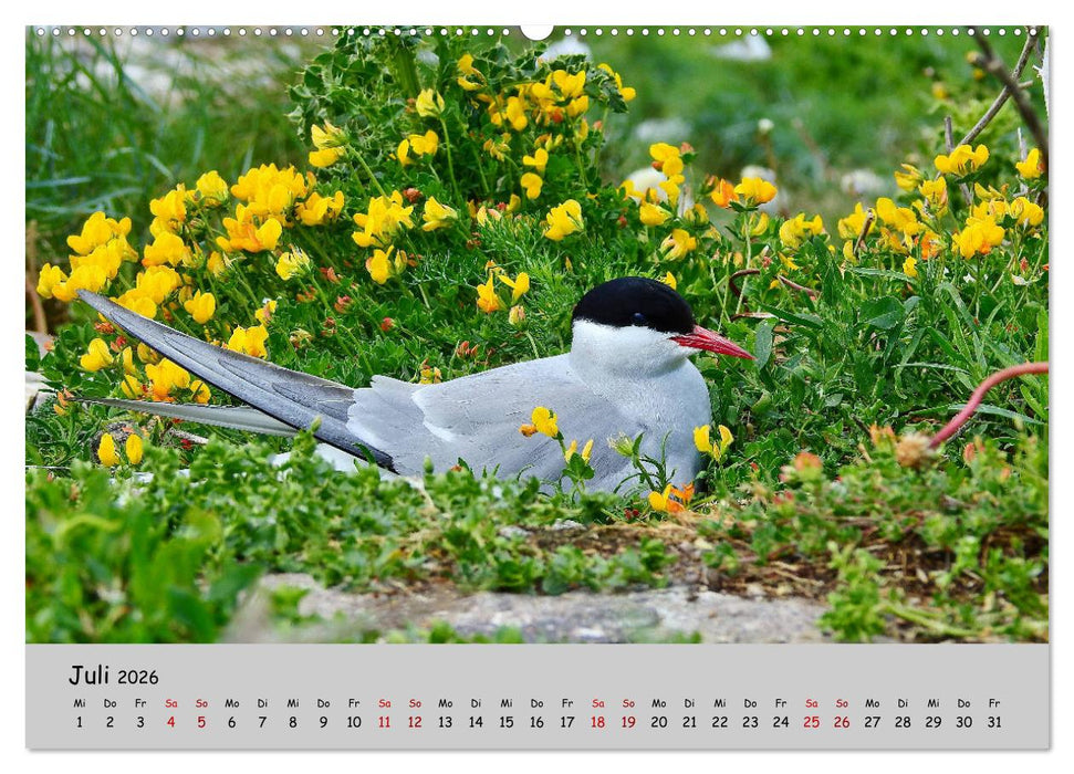 Faszination Zugvögel - Rekorde in der Vogelwelt (CALVENDO Premium Wandkalender 2026)