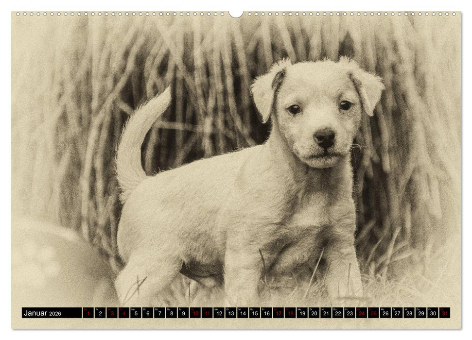 Parson Jack Russel Welpen (CALVENDO Premium Wandkalender 2026)