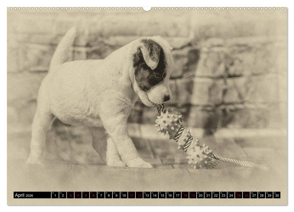Parson Jack Russel Welpen (CALVENDO Premium Wandkalender 2026)
