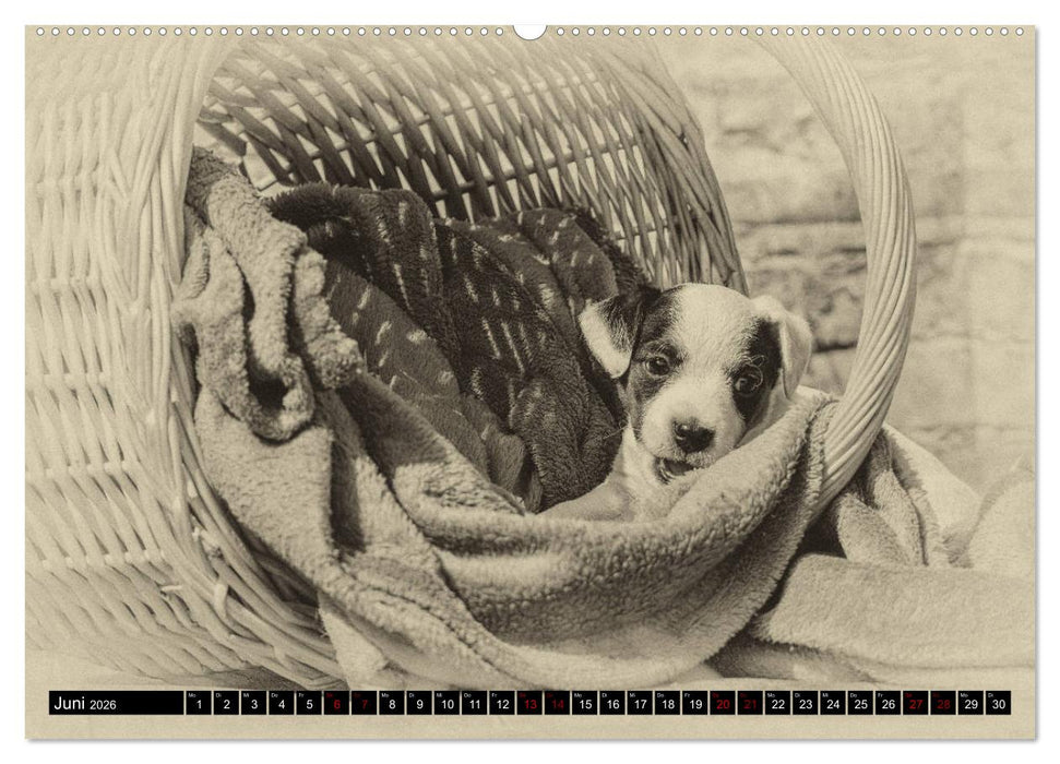 Parson Jack Russel Welpen (CALVENDO Premium Wandkalender 2026)