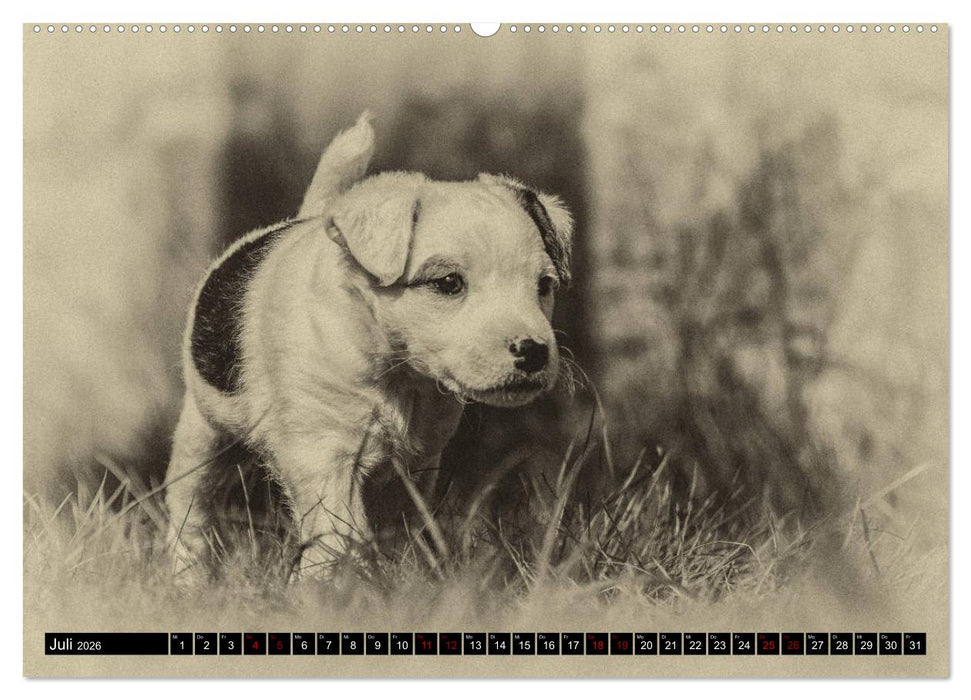 Parson Jack Russel Welpen (CALVENDO Premium Wandkalender 2026)