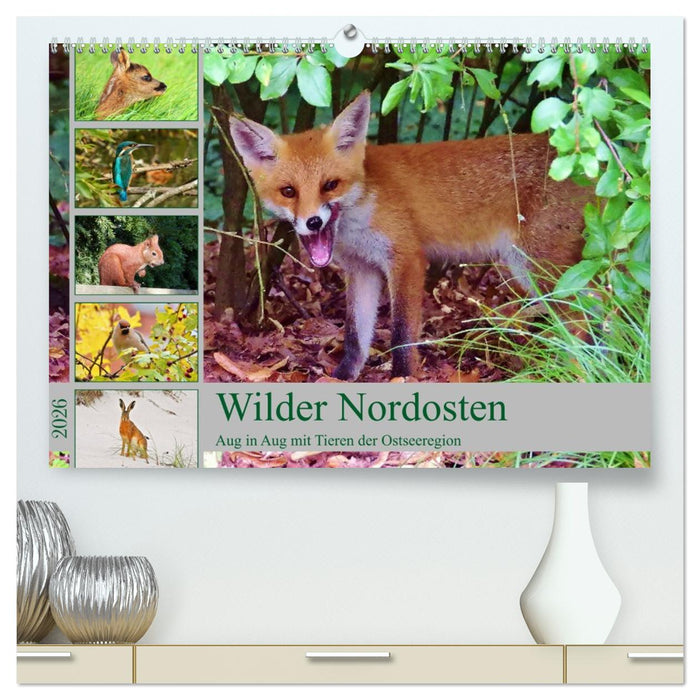 Wilder Nordosten - Aug in Aug mit Tieren der Ostseeregion (CALVENDO Premium Wandkalender 2026)