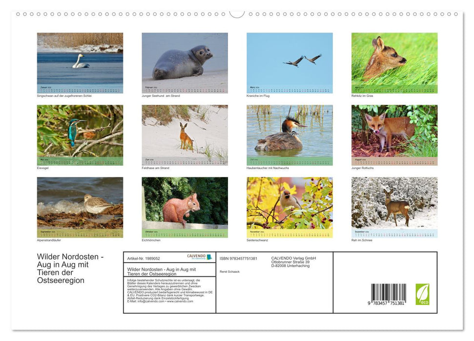Wilder Nordosten - Aug in Aug mit Tieren der Ostseeregion (CALVENDO Premium Wandkalender 2026)
