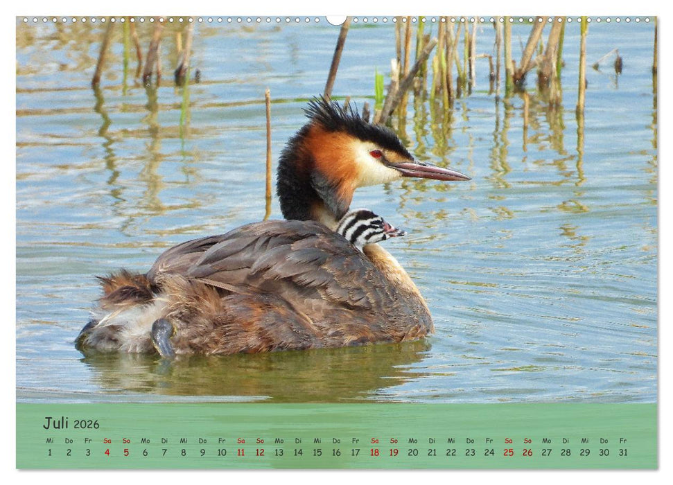 Wilder Nordosten - Aug in Aug mit Tieren der Ostseeregion (CALVENDO Premium Wandkalender 2026)