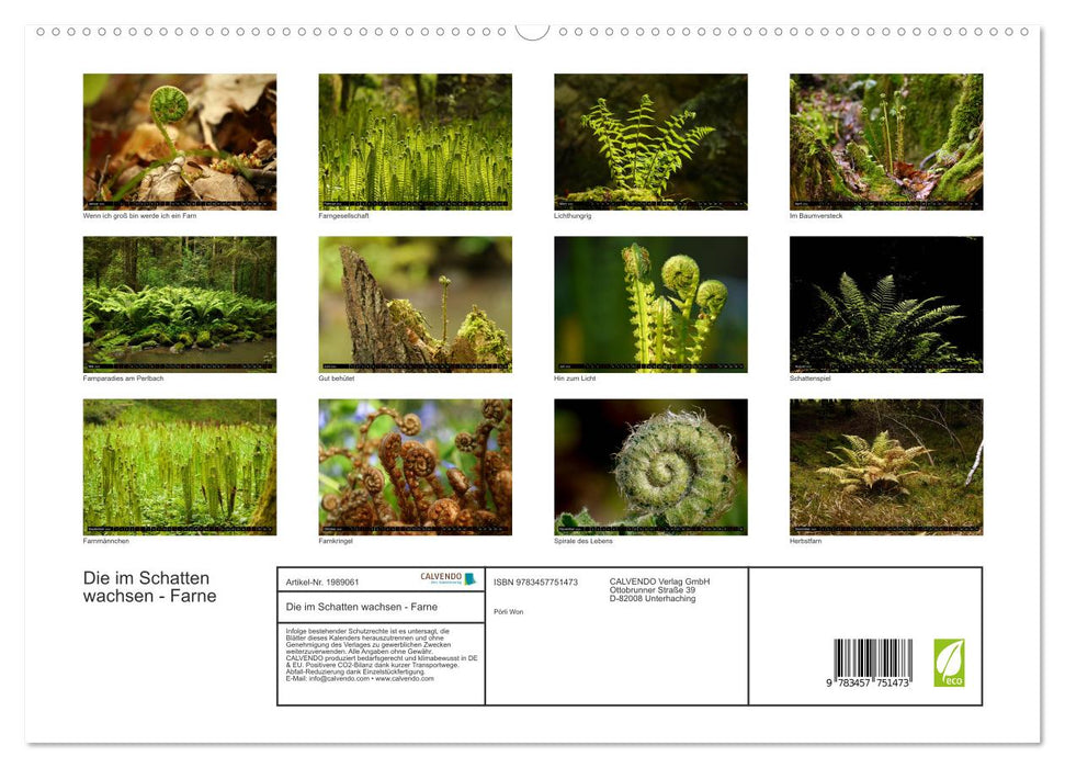 Die im Schatten wachsen - Farne (CALVENDO Premium Wandkalender 2026)