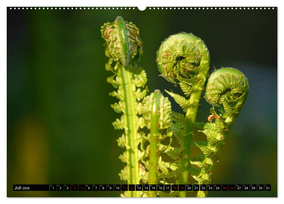 Die im Schatten wachsen - Farne (CALVENDO Premium Wandkalender 2026)