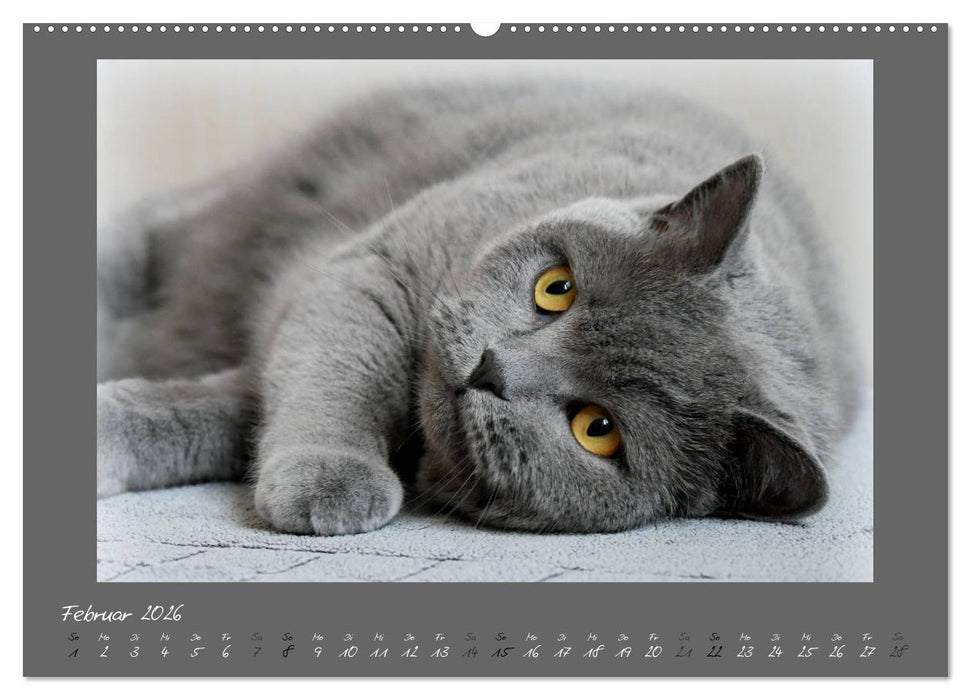 GRAUE ENGEL Britischkurzhaar-Katzen (CALVENDO Premium Wandkalender 2026)