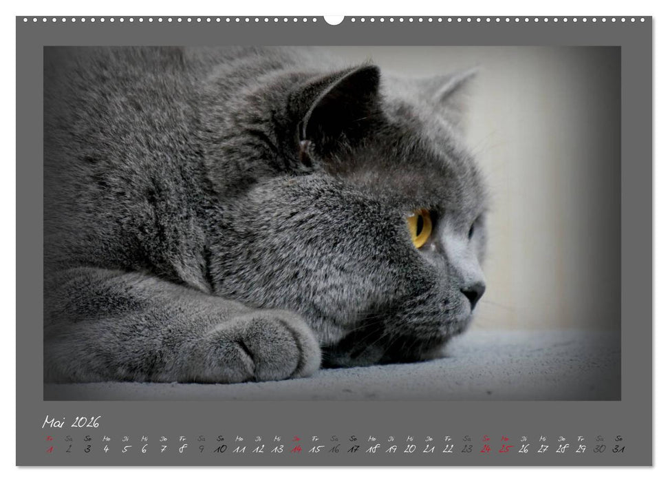 GRAUE ENGEL Britischkurzhaar-Katzen (CALVENDO Premium Wandkalender 2026)