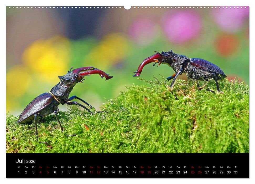 Der Waldspaziergang (CALVENDO Premium Wandkalender 2026)