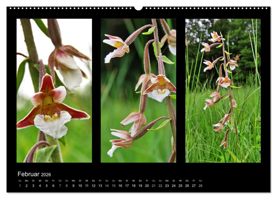 Heimische Orchideen im Dreierpack (CALVENDO Wandkalender 2026)