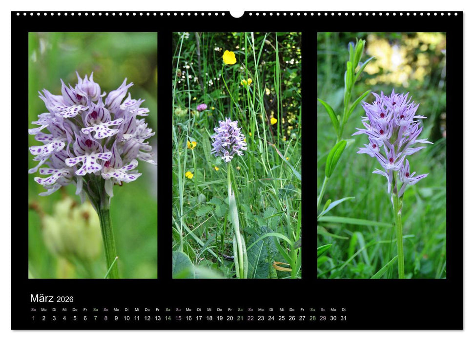 Heimische Orchideen im Dreierpack (CALVENDO Wandkalender 2026)