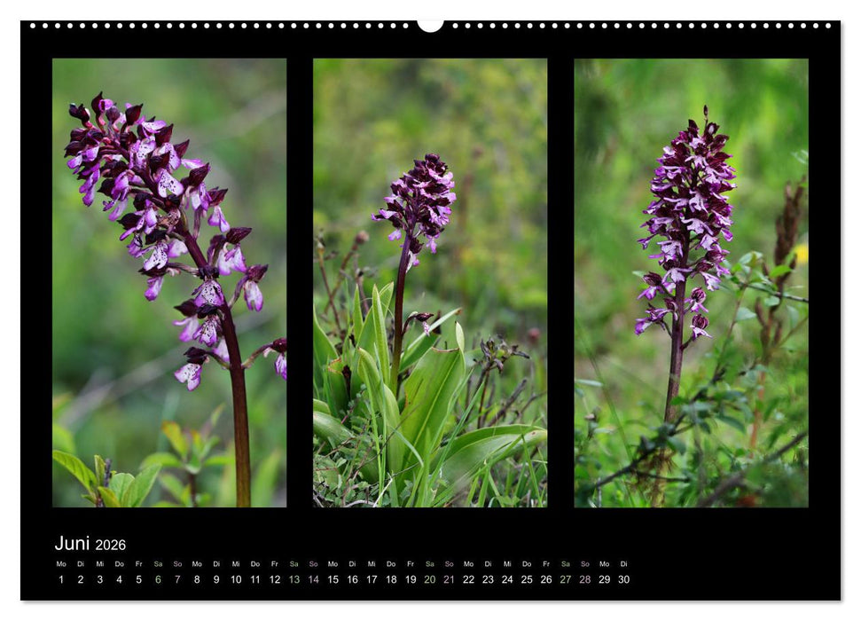 Heimische Orchideen im Dreierpack (CALVENDO Wandkalender 2026)