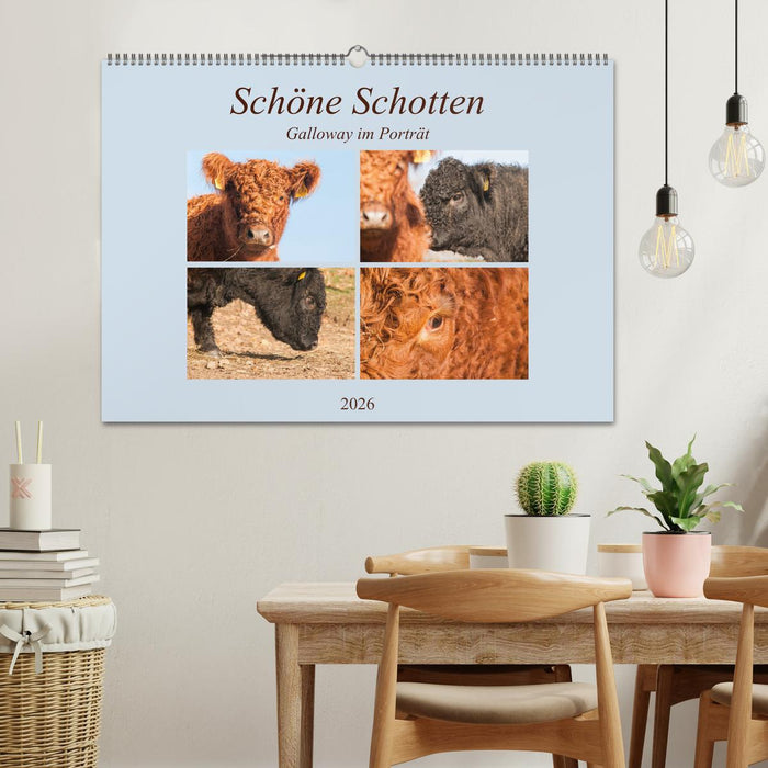 Schöne Schotten - Galloway im Porträt (CALVENDO Wandkalender 2026)