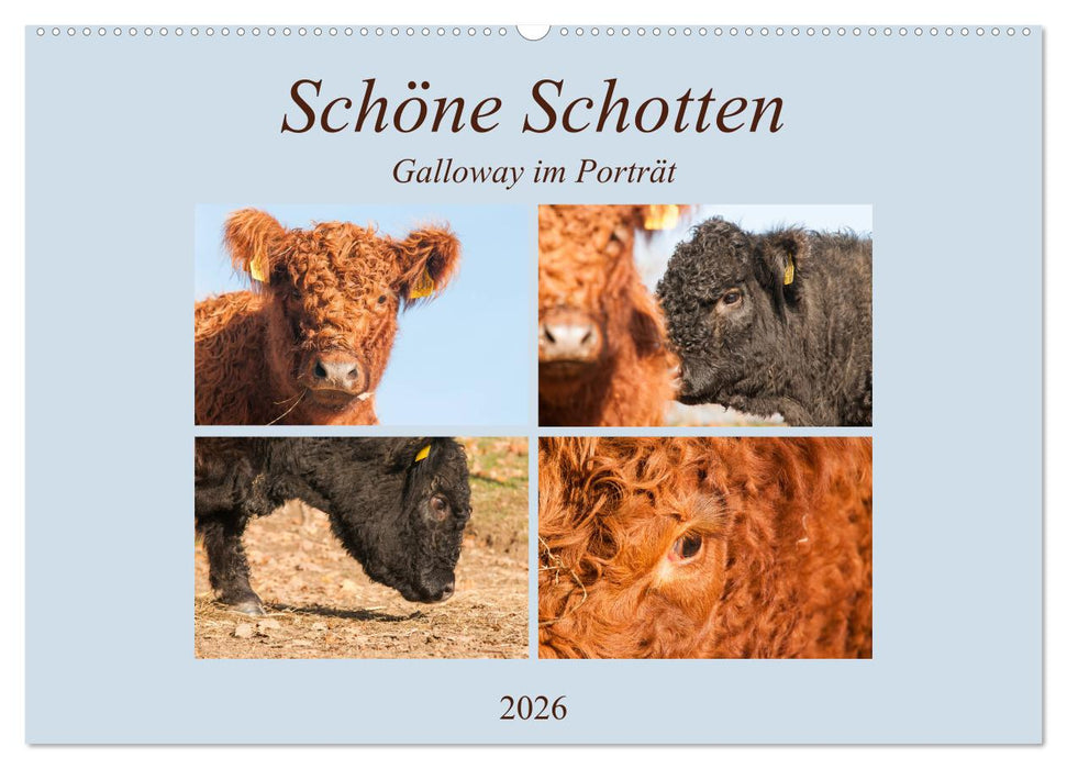 Schöne Schotten - Galloway im Porträt (CALVENDO Wandkalender 2026)