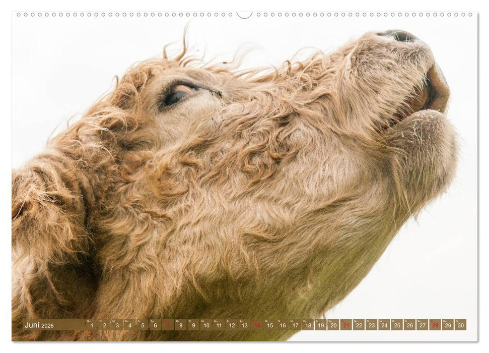 Schöne Schotten - Galloway im Porträt (CALVENDO Wandkalender 2026)