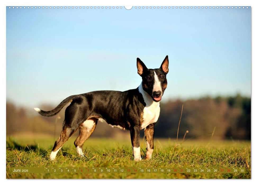 Bullterrier, Powerpakete auf 4 Pfoten (CALVENDO Premium Wandkalender 2026)