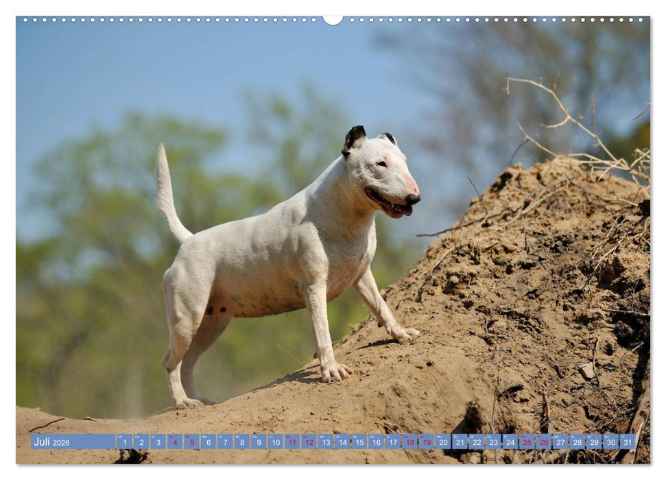 Bullterrier, Powerpakete auf 4 Pfoten (CALVENDO Premium Wandkalender 2026)