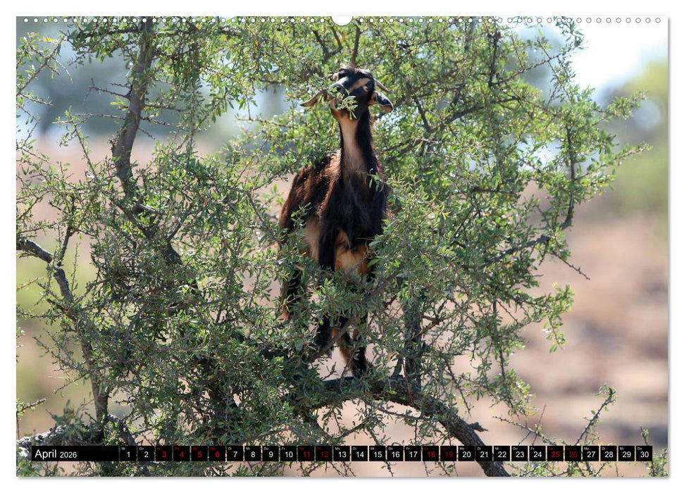 Marokko total (CALVENDO Premium Wandkalender 2026)