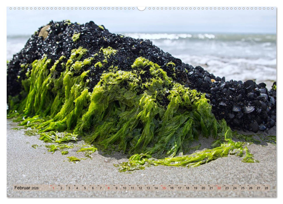 Camargue - Der wilde Süden Frankreichs (CALVENDO Premium Wandkalender 2026)