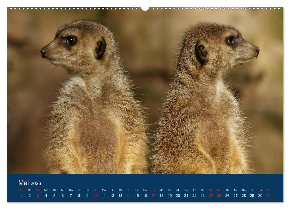 Erdmännchen - Zusammen sind wir stark (CALVENDO Premium Wandkalender 2026)