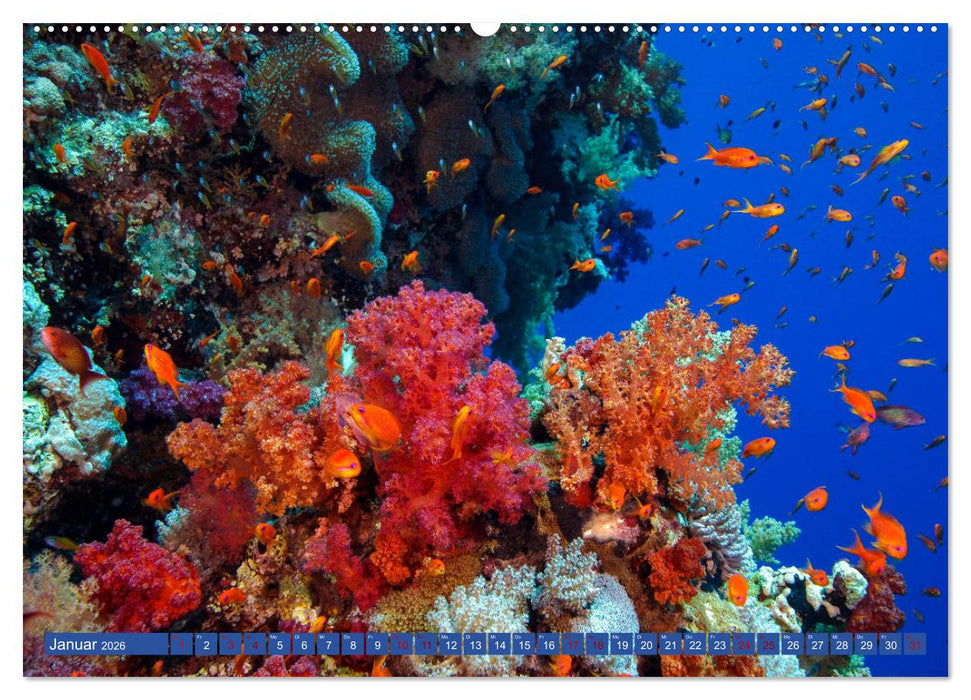 Farbenfrohes Meer (CALVENDO Premium Wandkalender 2026)