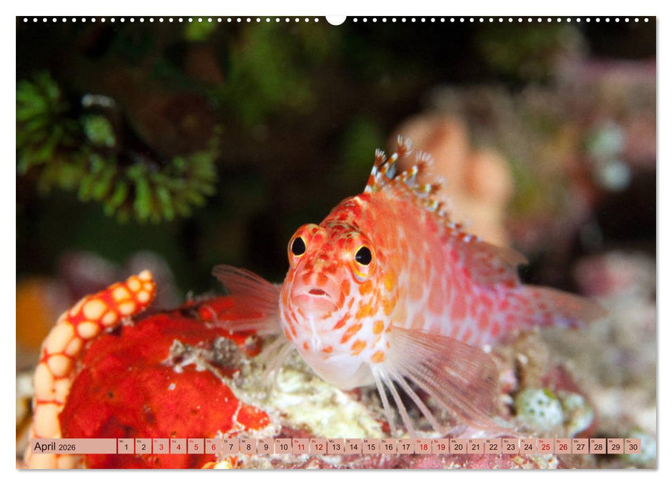 Farbenfrohes Meer (CALVENDO Premium Wandkalender 2026)