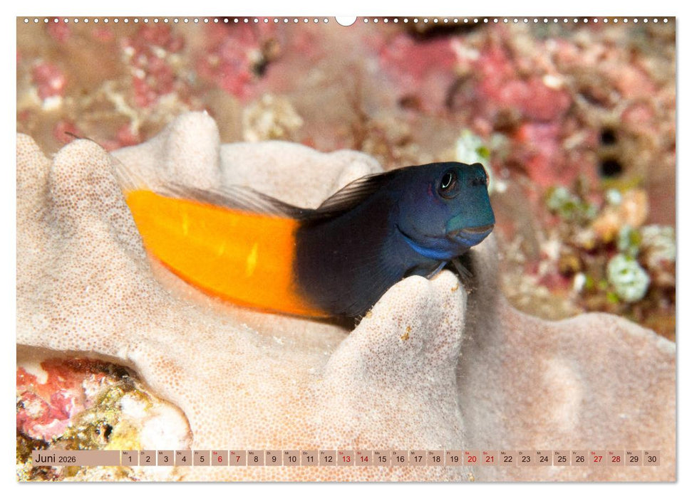 Farbenfrohes Meer (CALVENDO Premium Wandkalender 2026)