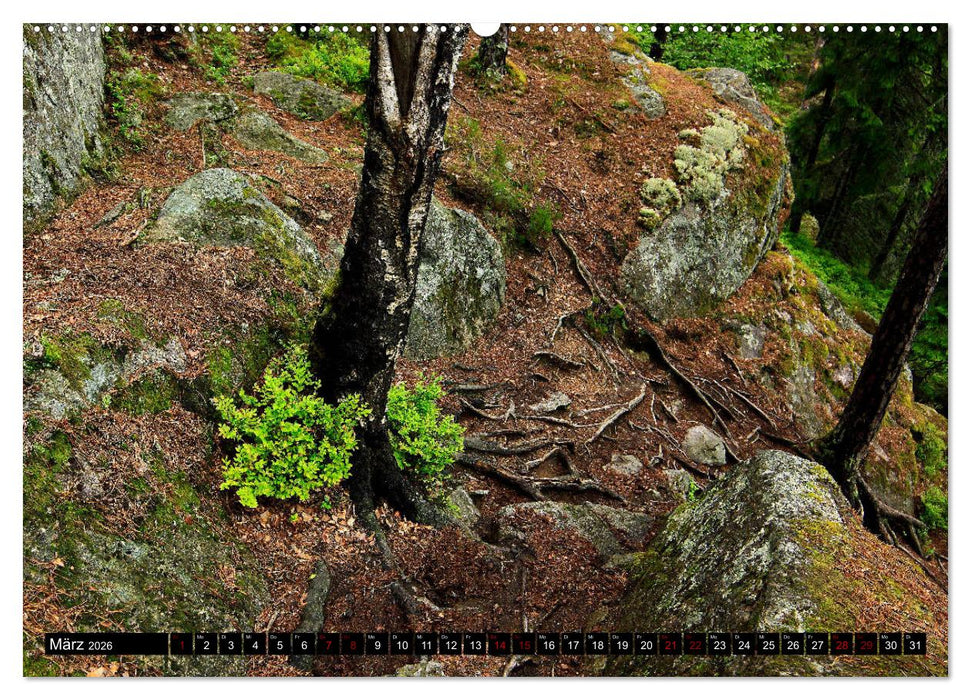 Tiveden, der NatURWALD in Schweden (CALVENDO Premium Wandkalender 2026)
