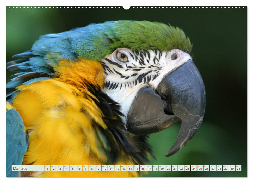 Krumm Schnäbel - Papageien, Sittiche und andere Krumm Schnäbel (CALVENDO Premium Wandkalender 2026)