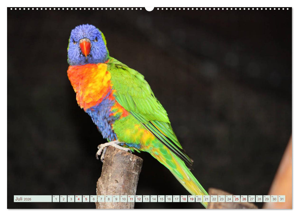 Krumm Schnäbel - Papageien, Sittiche und andere Krumm Schnäbel (CALVENDO Premium Wandkalender 2026)
