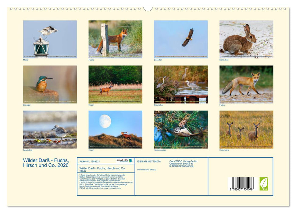 Wilder Darß - Fuchs, Hirsch und Co. 2026 (CALVENDO Premium Wandkalender 2026)