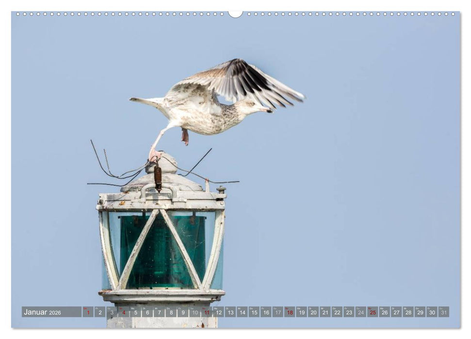 Wilder Darß - Fuchs, Hirsch und Co. 2026 (CALVENDO Premium Wandkalender 2026)