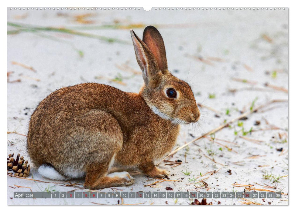 Wilder Darß - Fuchs, Hirsch und Co. 2026 (CALVENDO Premium Wandkalender 2026)