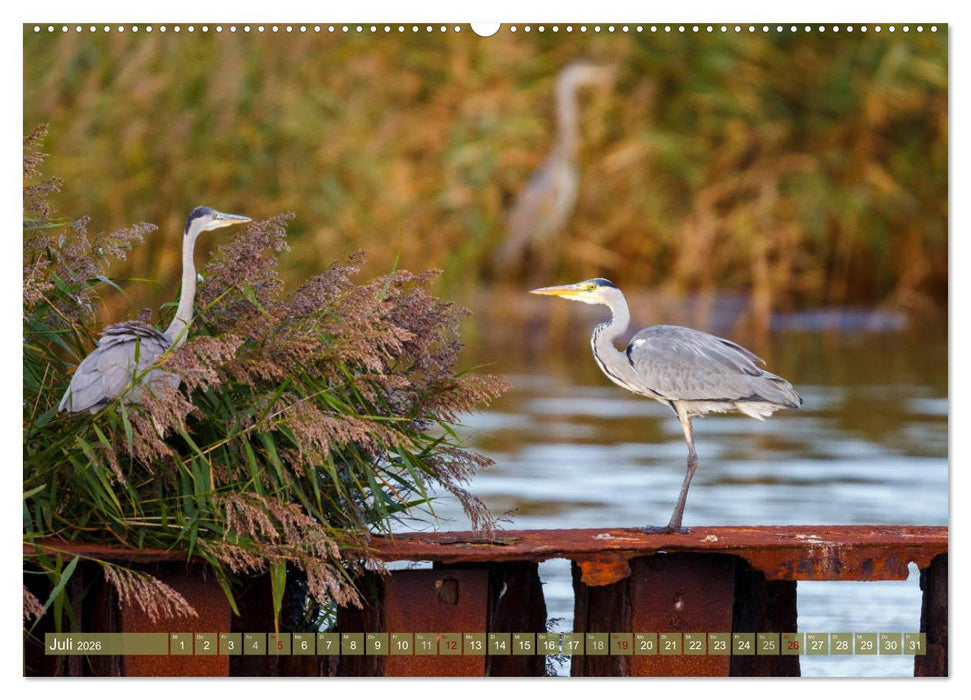 Wilder Darß - Fuchs, Hirsch und Co. 2026 (CALVENDO Premium Wandkalender 2026)