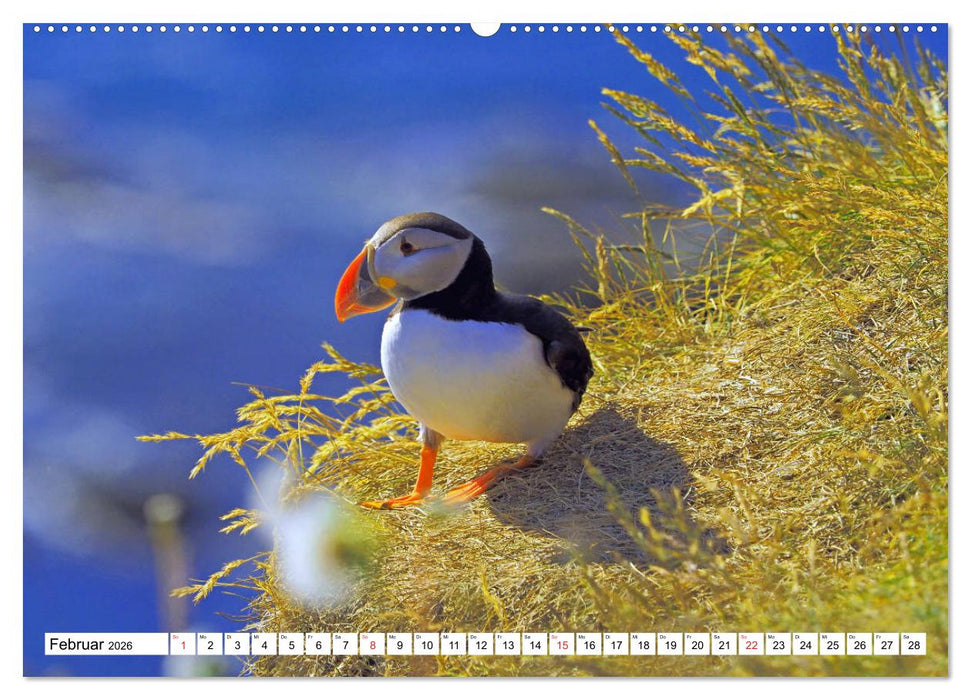 Schottland - Der Norden Großbritanniens (CALVENDO Premium Wandkalender 2026)